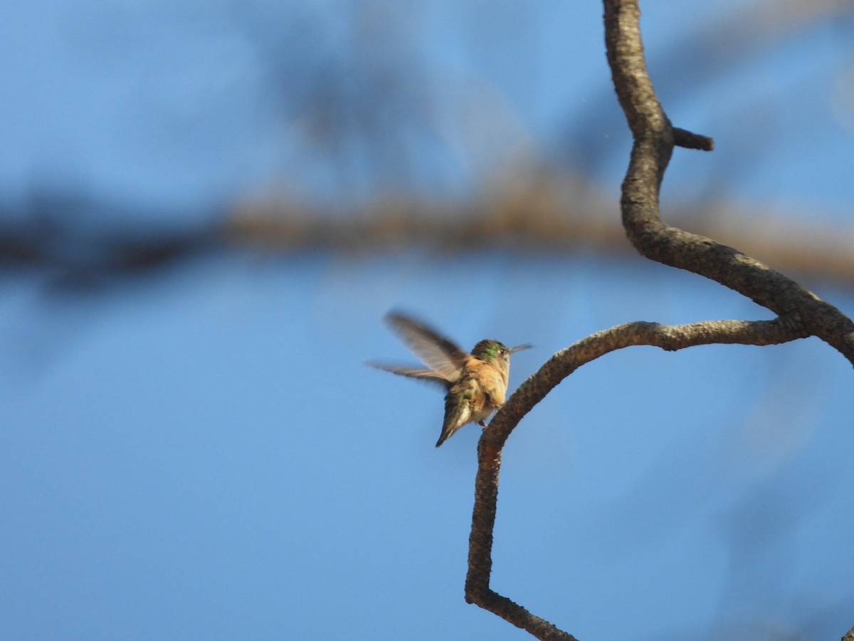 Calliope Hummingbird - ML621010899