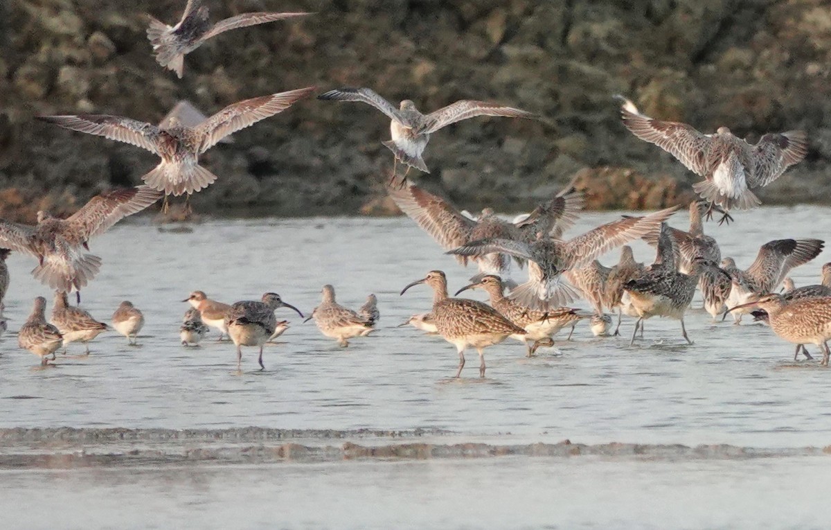 Great Knot - ML621010906