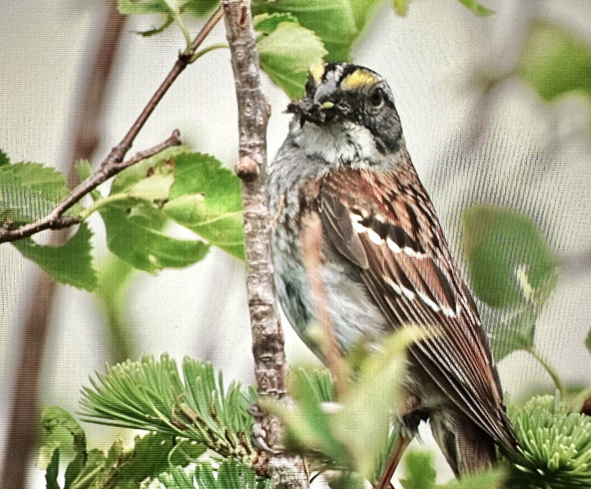 White-throated Sparrow - ML621010945