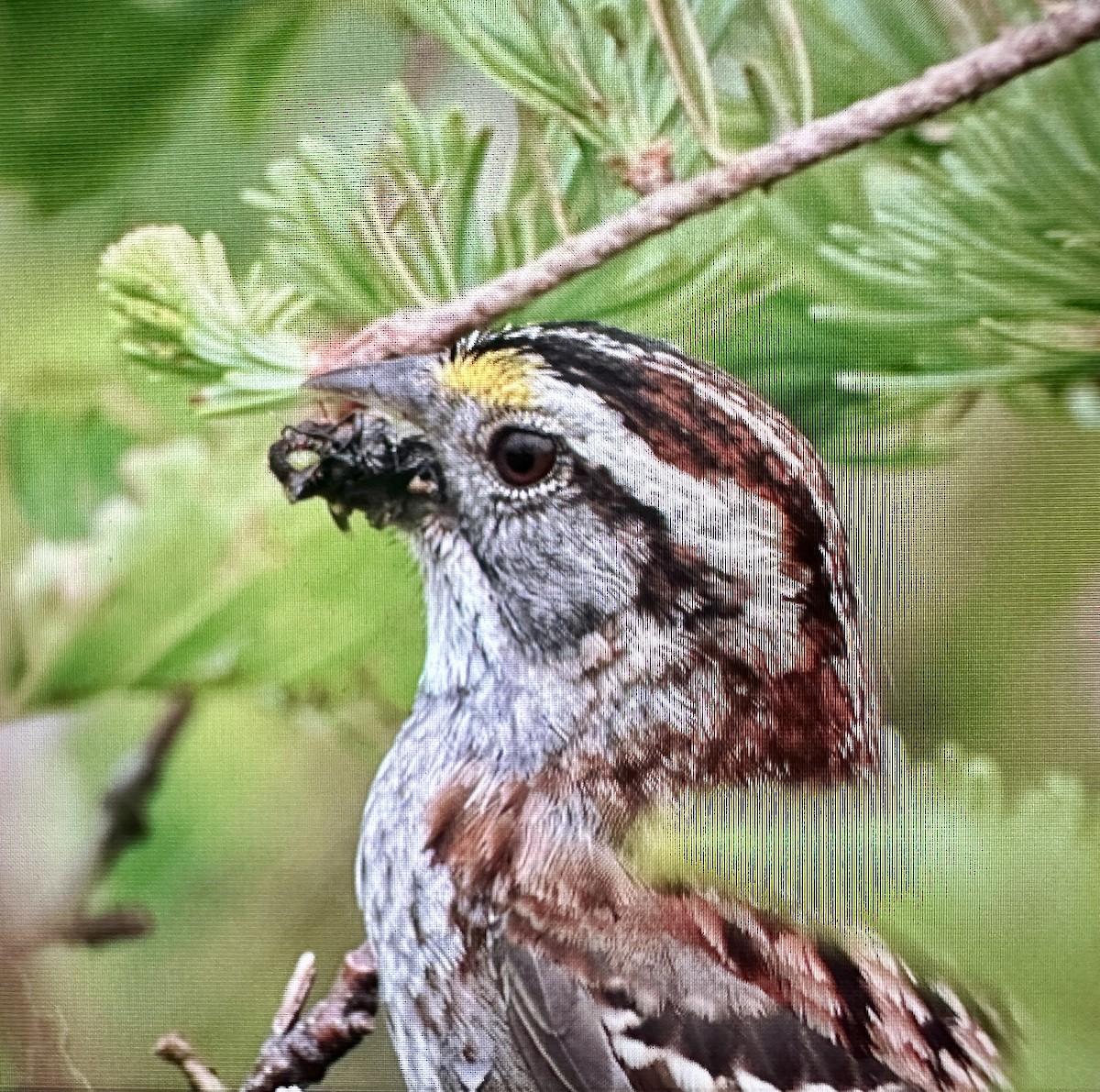 White-throated Sparrow - Darchelle Worley