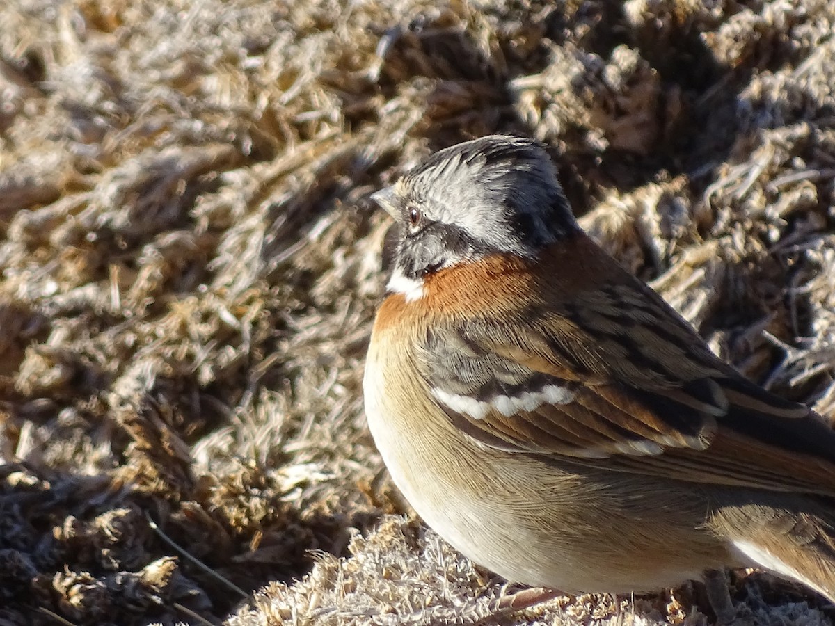 Rufous-collared Sparrow - ML621010949