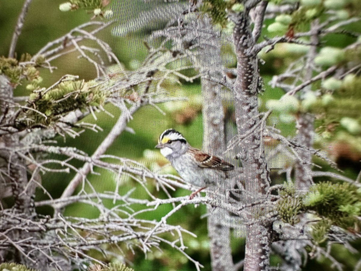 White-throated Sparrow - ML621010953