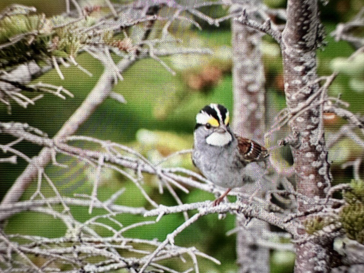 White-throated Sparrow - ML621010957