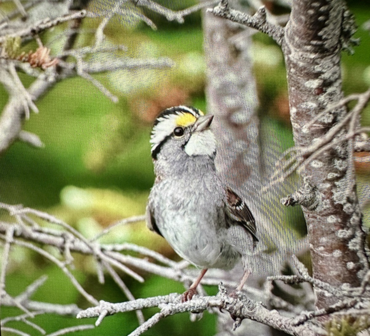 White-throated Sparrow - Darchelle Worley