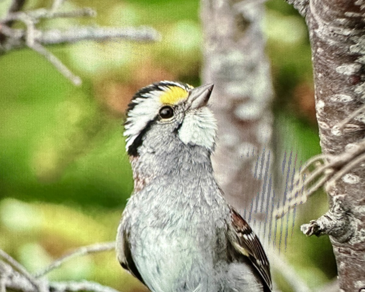 White-throated Sparrow - ML621010968