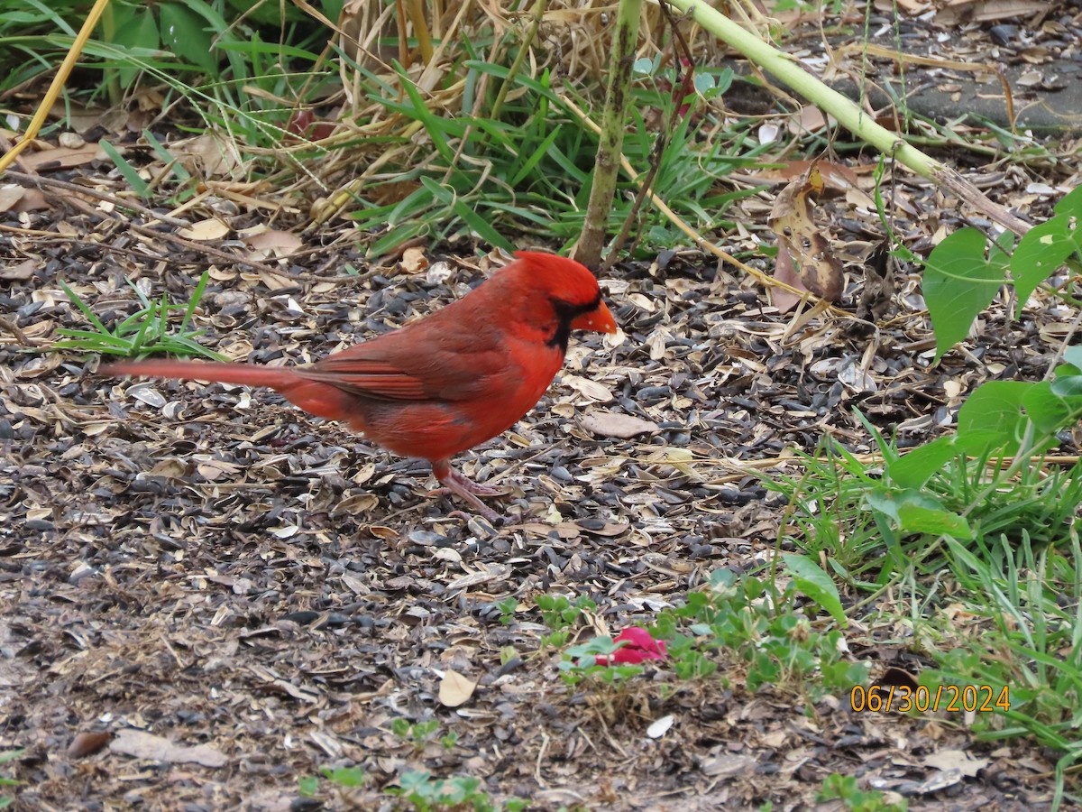 Cardinal rouge - ML621010979