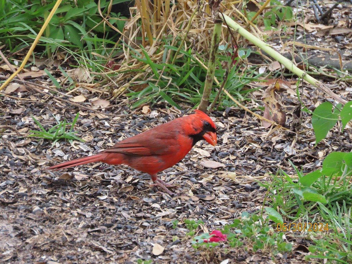 Cardinal rouge - ML621010981