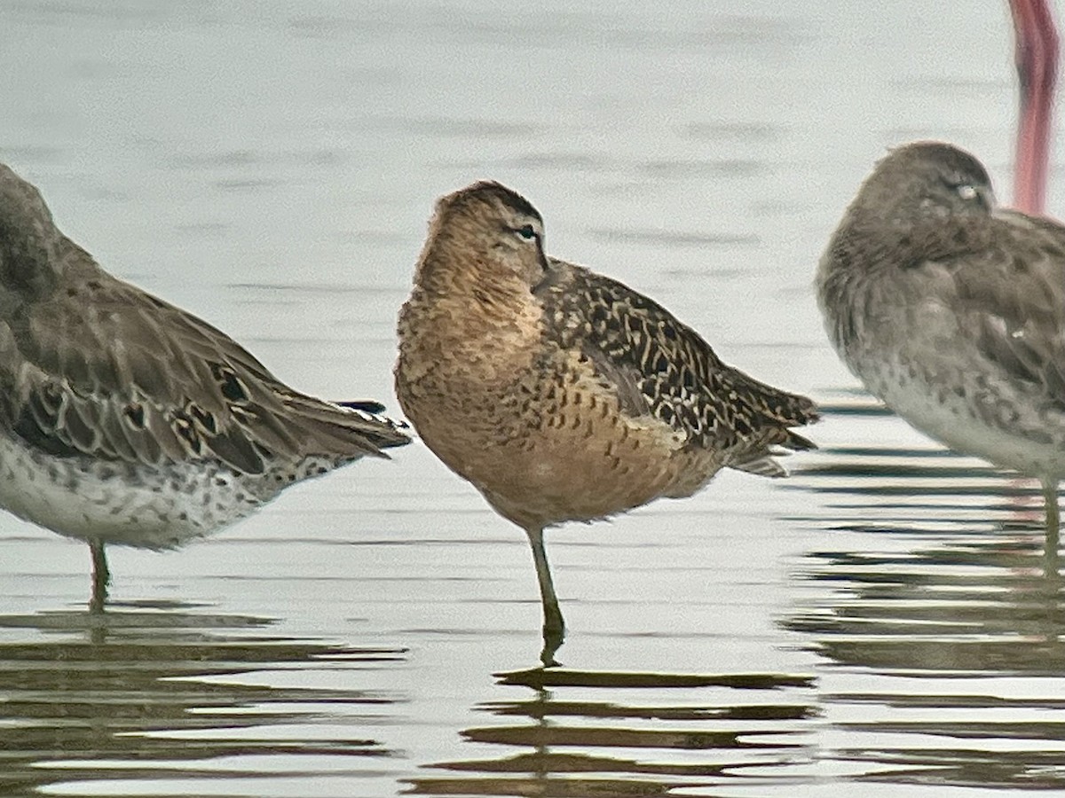 Long-billed Dowitcher - ML621010986