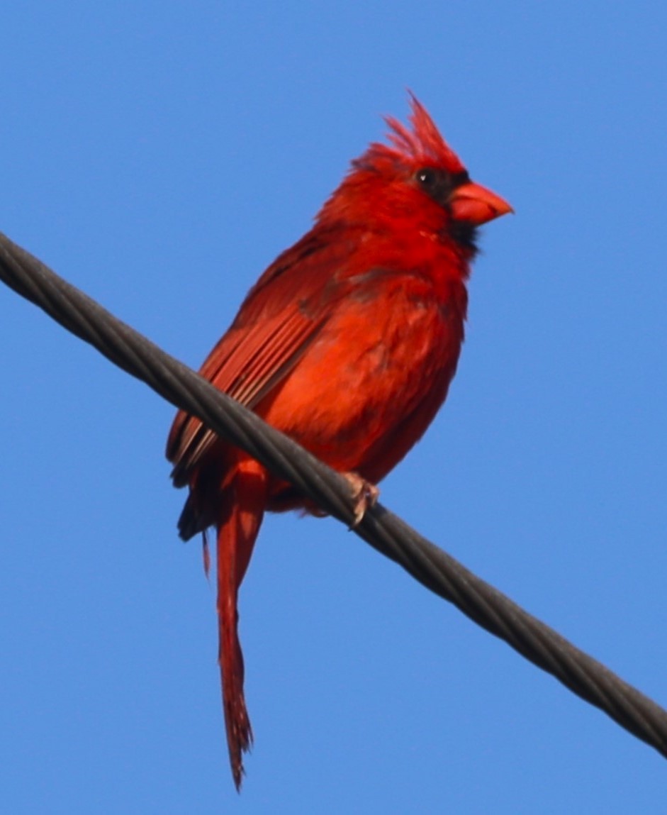 Cardinal rouge - ML621010994