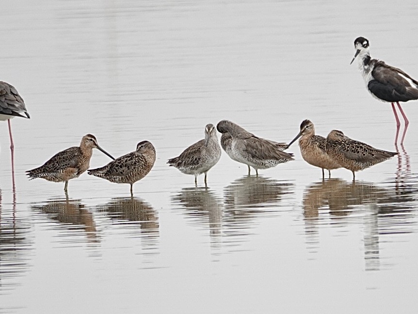 Long-billed Dowitcher - ML621011001