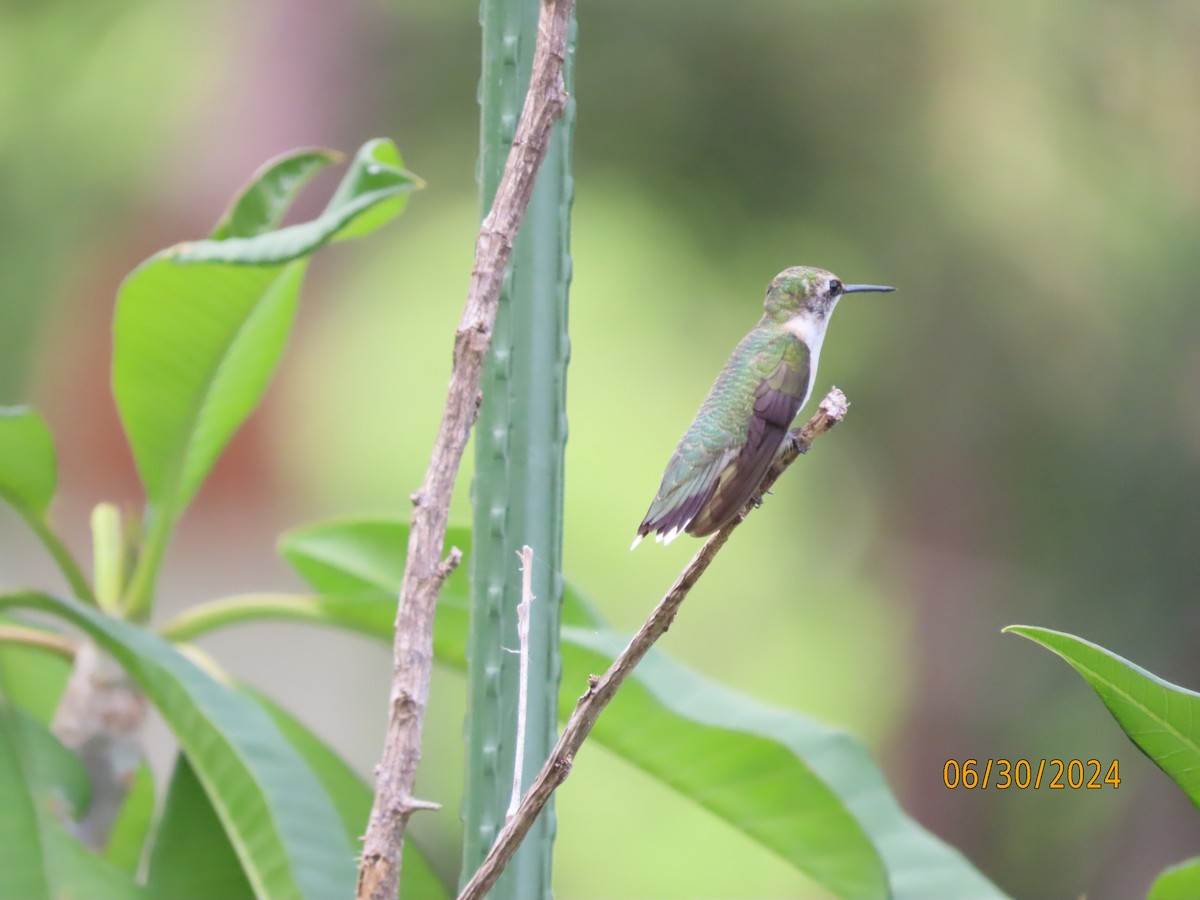 Ruby-throated Hummingbird - ML621011010