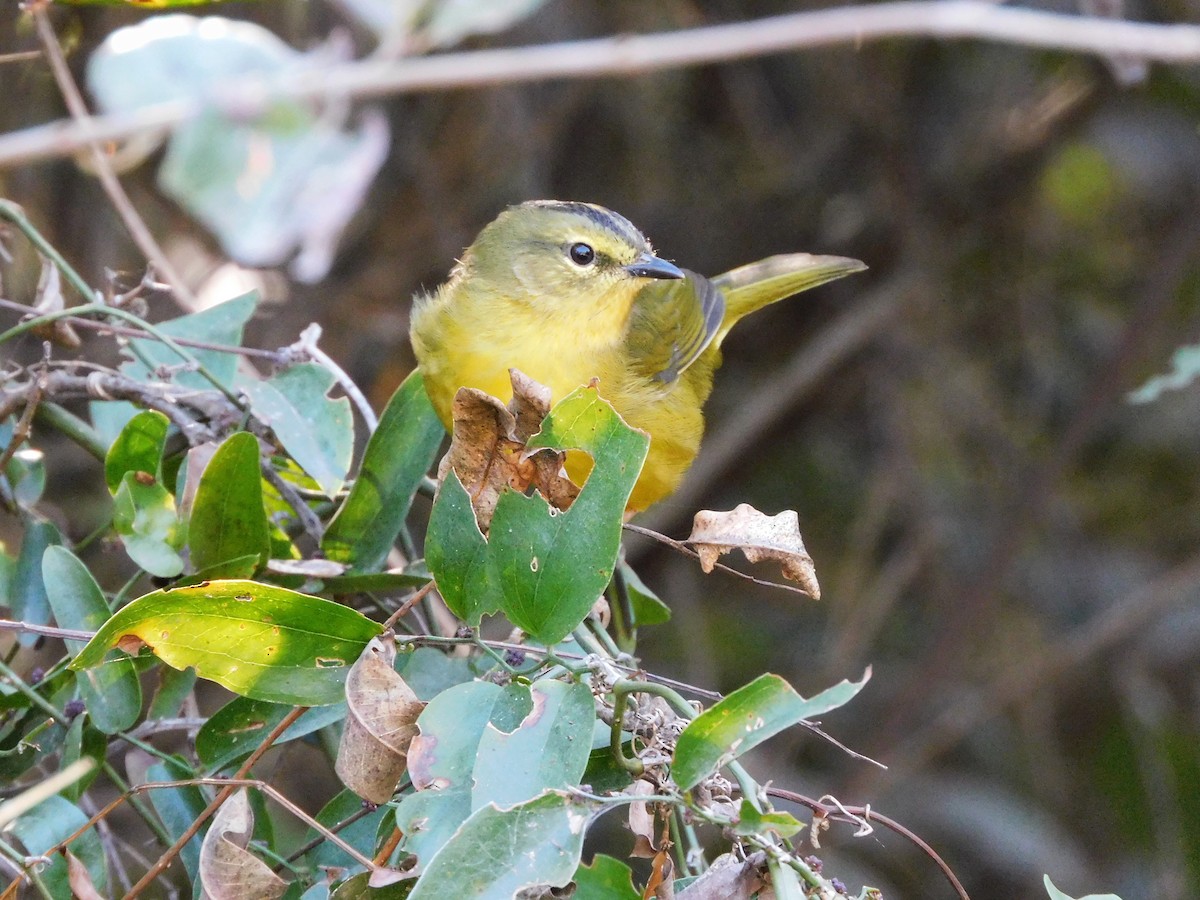 Two-banded Warbler - ML621011019