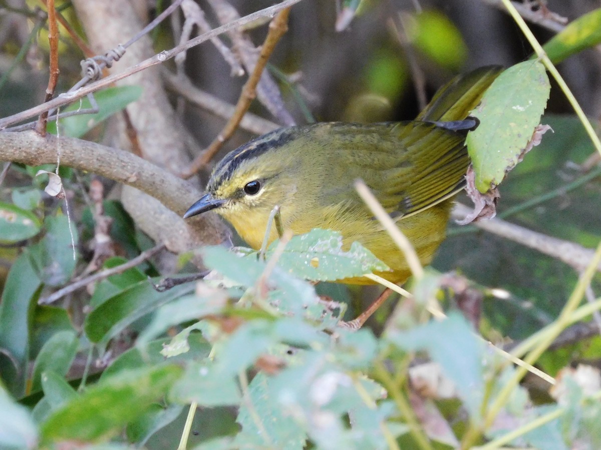 Two-banded Warbler - ML621011024