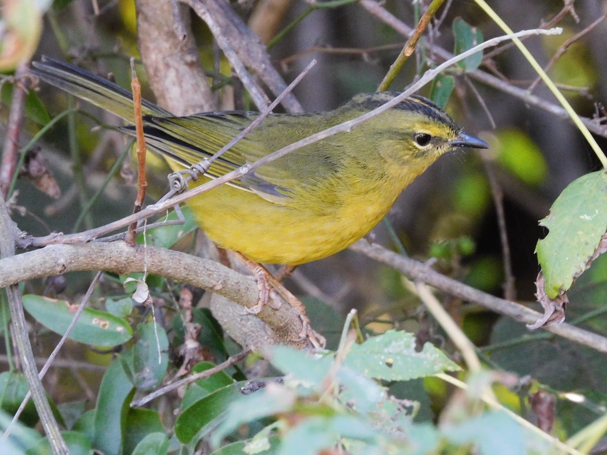 Two-banded Warbler - ML621011025
