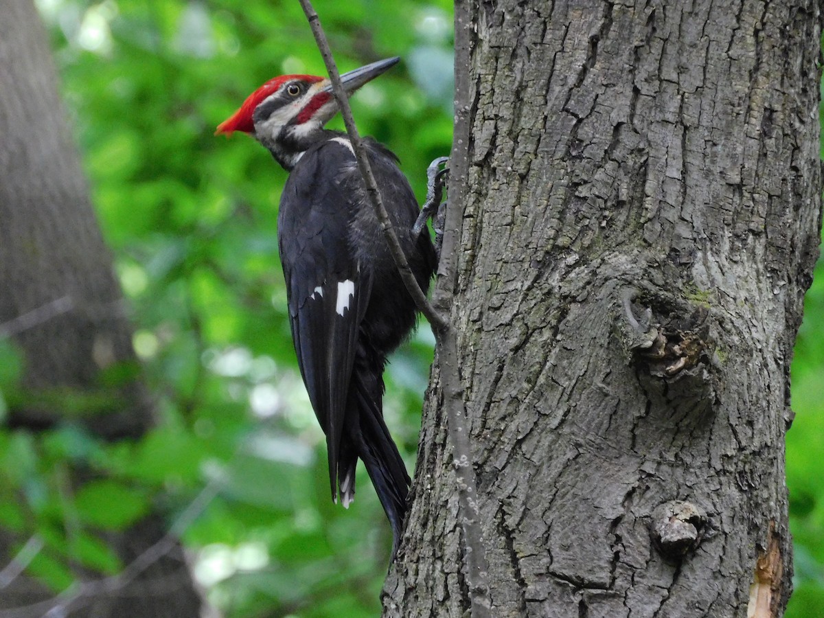 Pileated Woodpecker - ML621011050