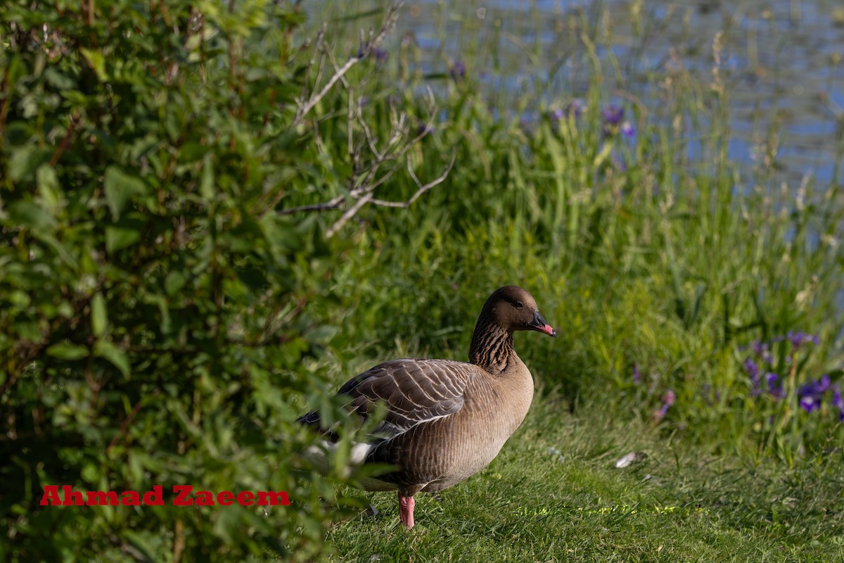 Pink-footed Goose - ML621011052