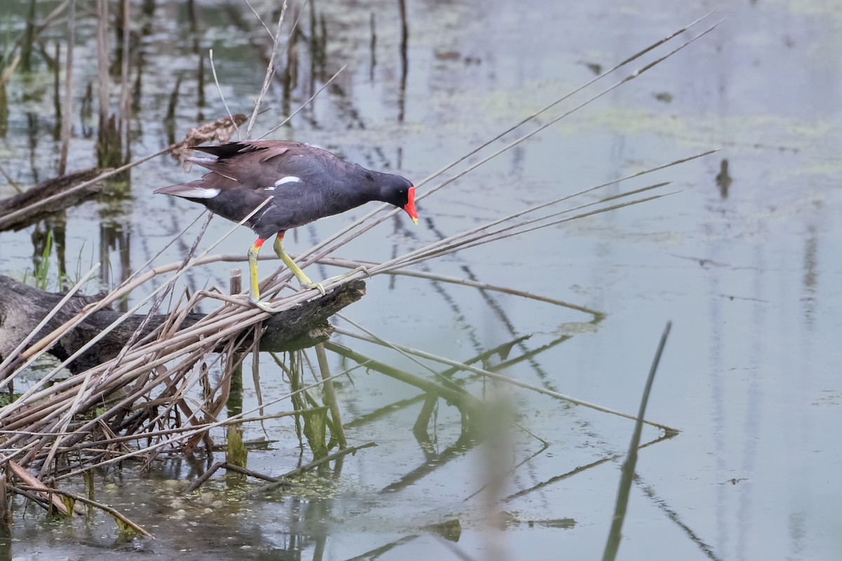 Common Gallinule - Alex Haza