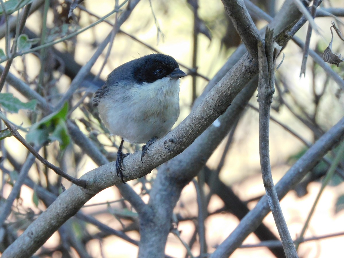Black-capped Warbling Finch - ML621011063