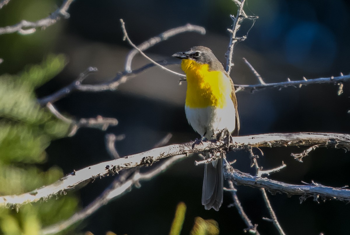 Yellow-breasted Chat - ML621011104