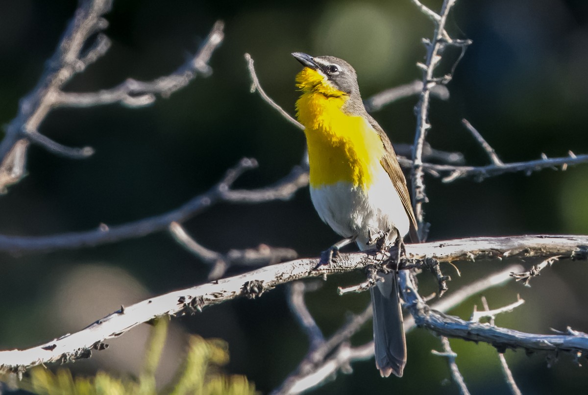 Yellow-breasted Chat - ML621011107