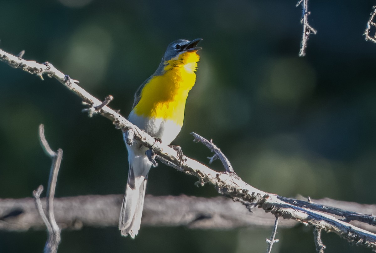 Yellow-breasted Chat - ML621011108