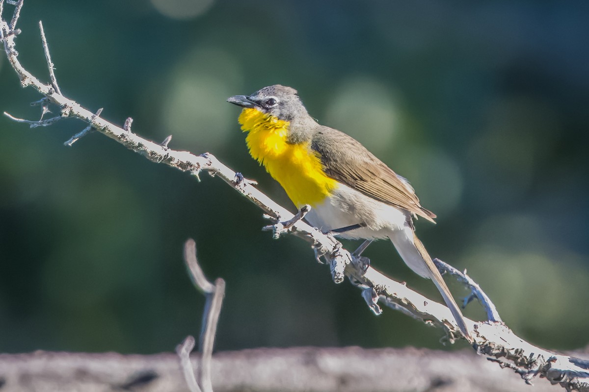 Yellow-breasted Chat - ML621011110