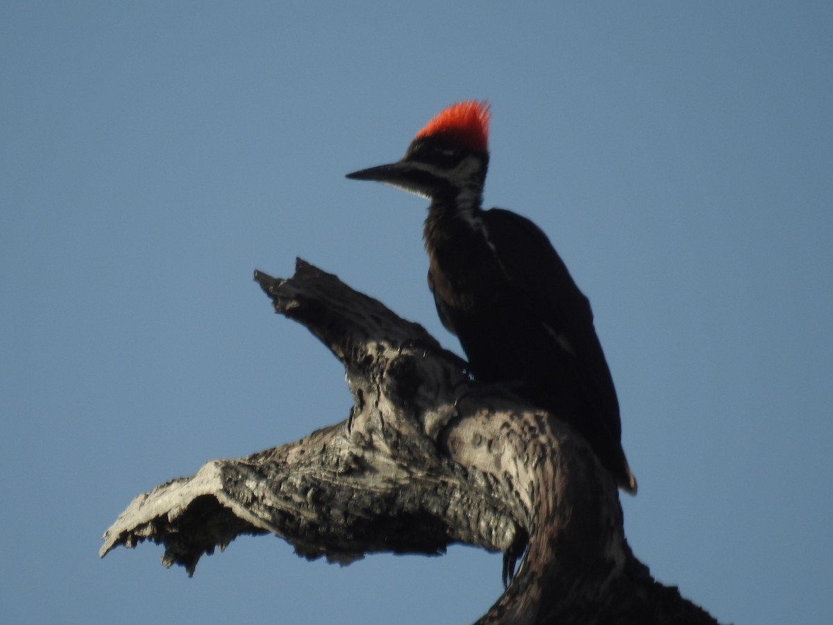Pileated Woodpecker - ML621011132