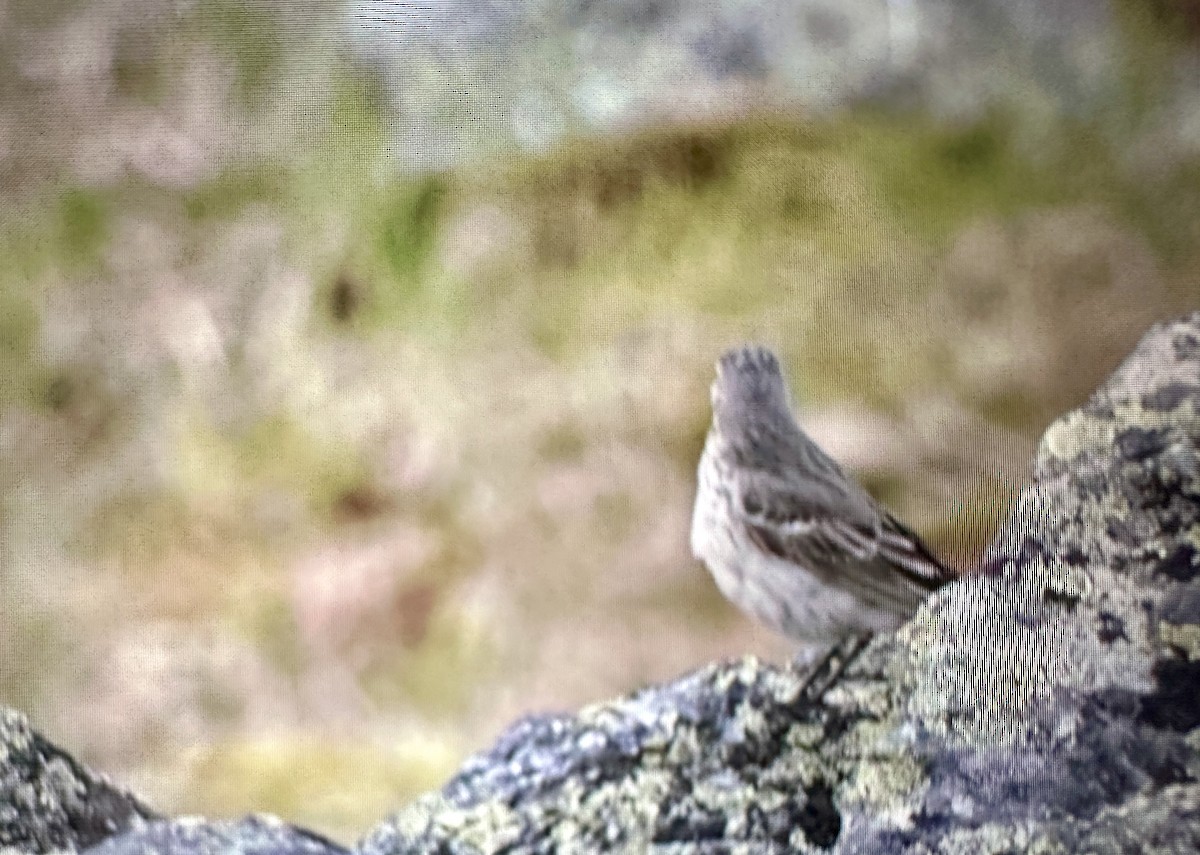 American Pipit - ML621011155