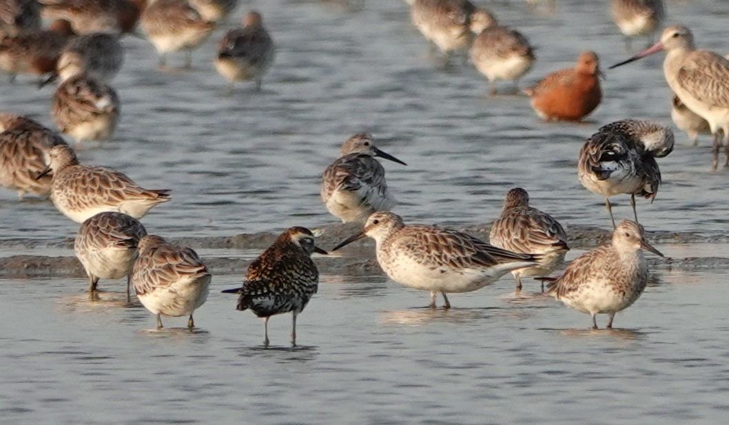 Great Knot - ML621011186