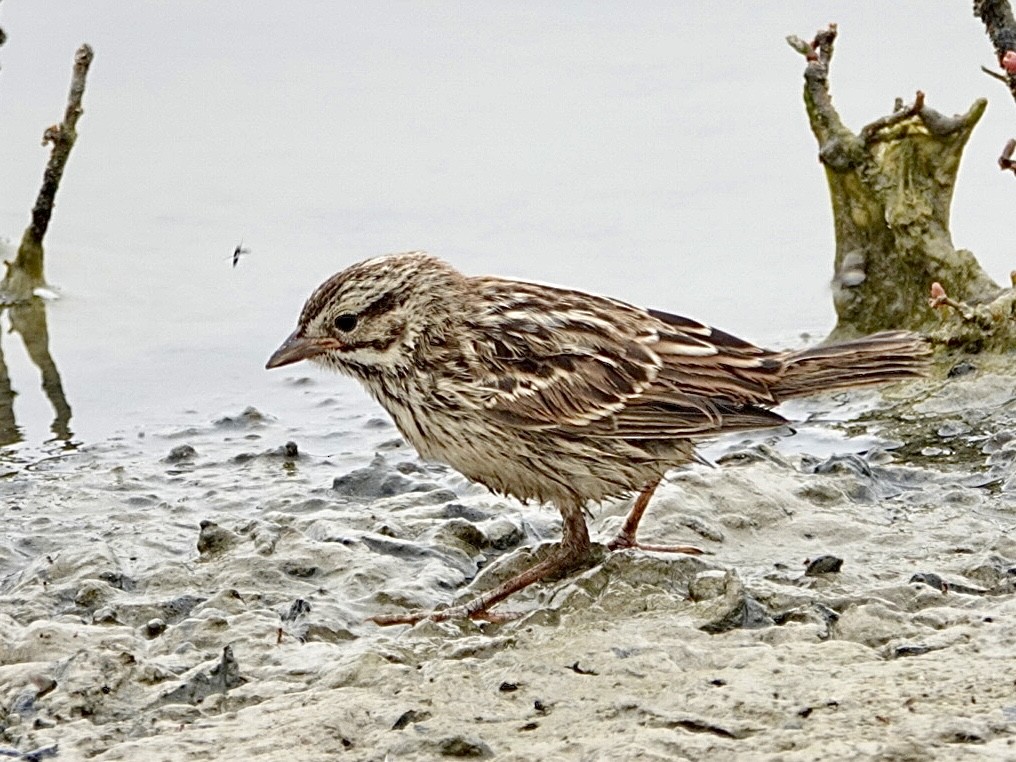 Savannah Sparrow (Belding's) - ML621011192