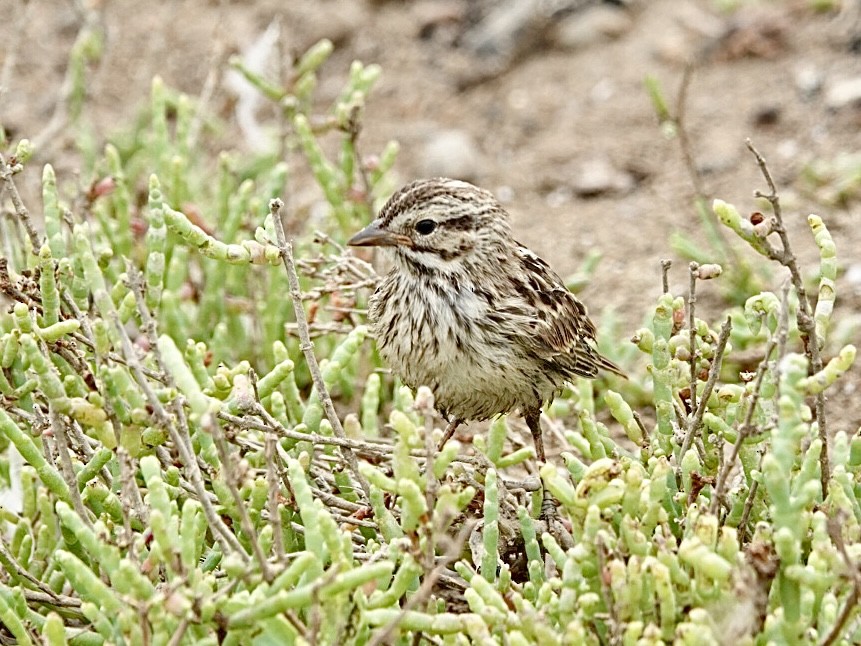 Savannah Sparrow (Belding's) - ML621011193