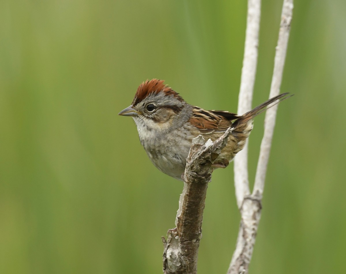 Swamp Sparrow - ML621011195