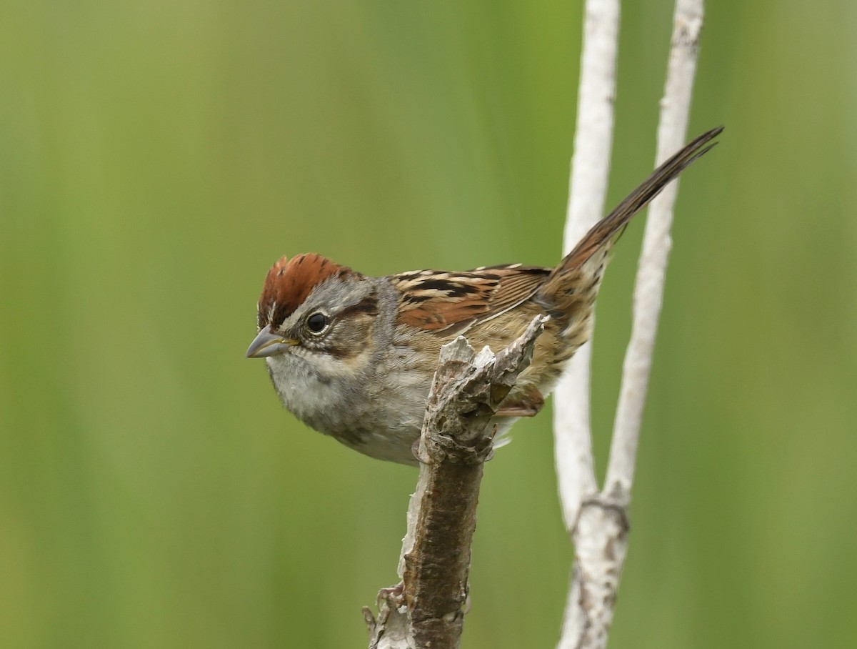 Swamp Sparrow - ML621011196