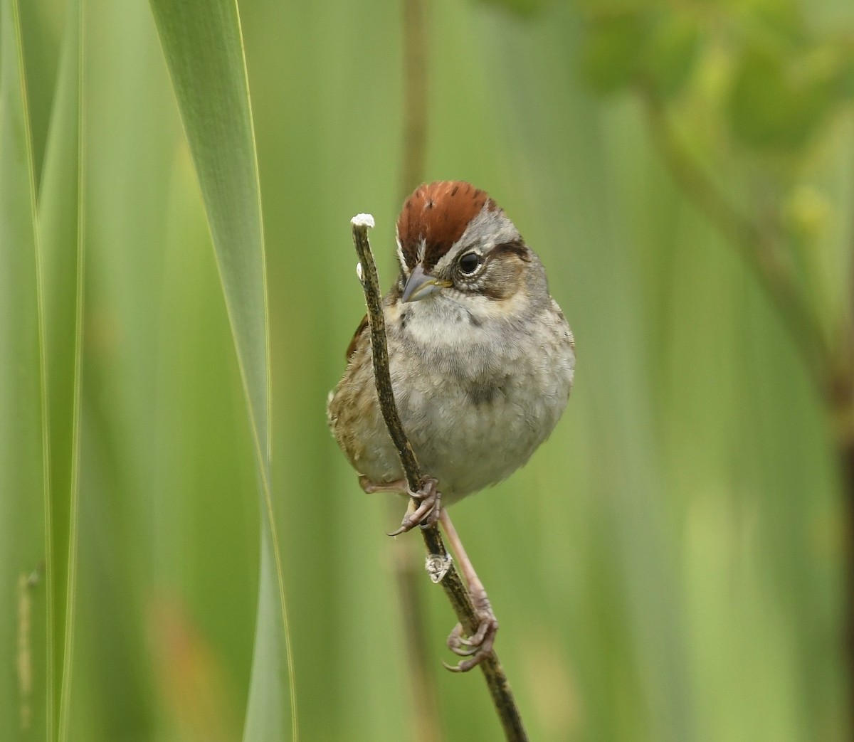 Swamp Sparrow - ML621011197