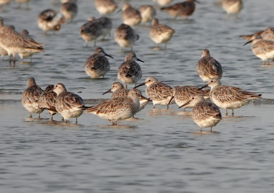 Great Knot - ML621011200