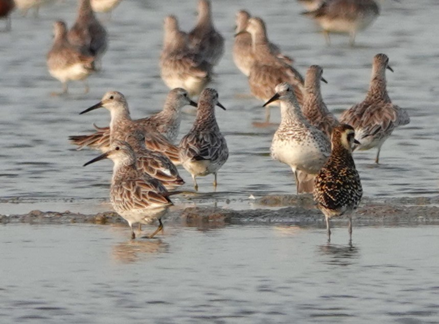 Great Knot - ML621011208