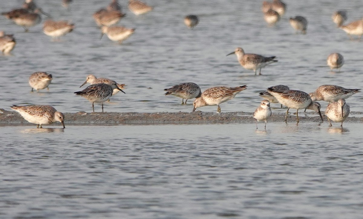 Great Knot - ML621011227