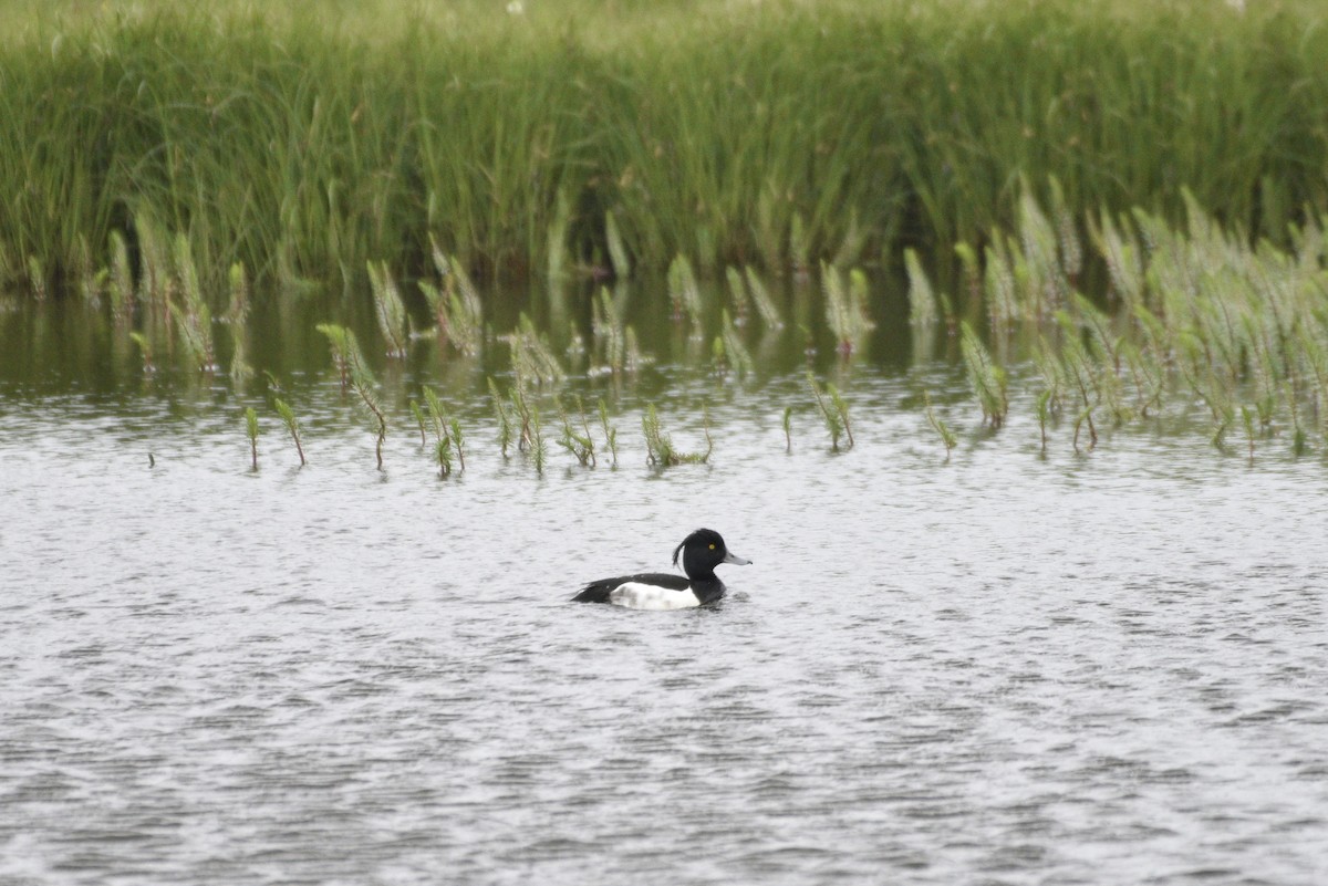 Tufted Duck - ML621011230