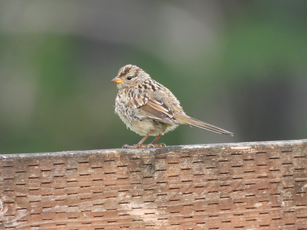 White-crowned Sparrow - ML621011235
