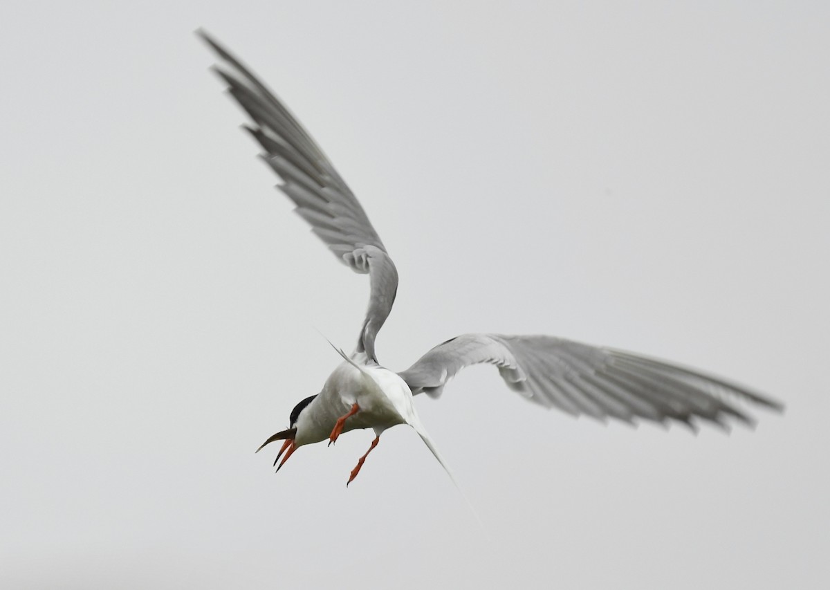 Common Tern - Denise  McIsaac