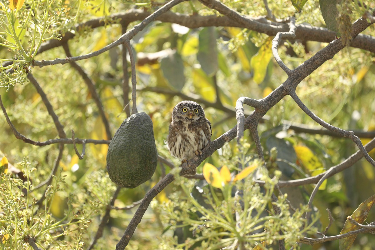 Peruvian Pygmy-Owl - ML621011265