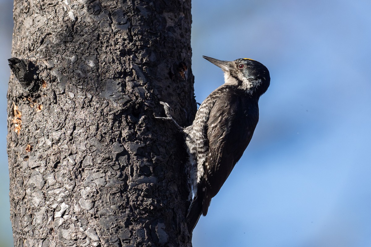 Black-backed Woodpecker - ML621011298