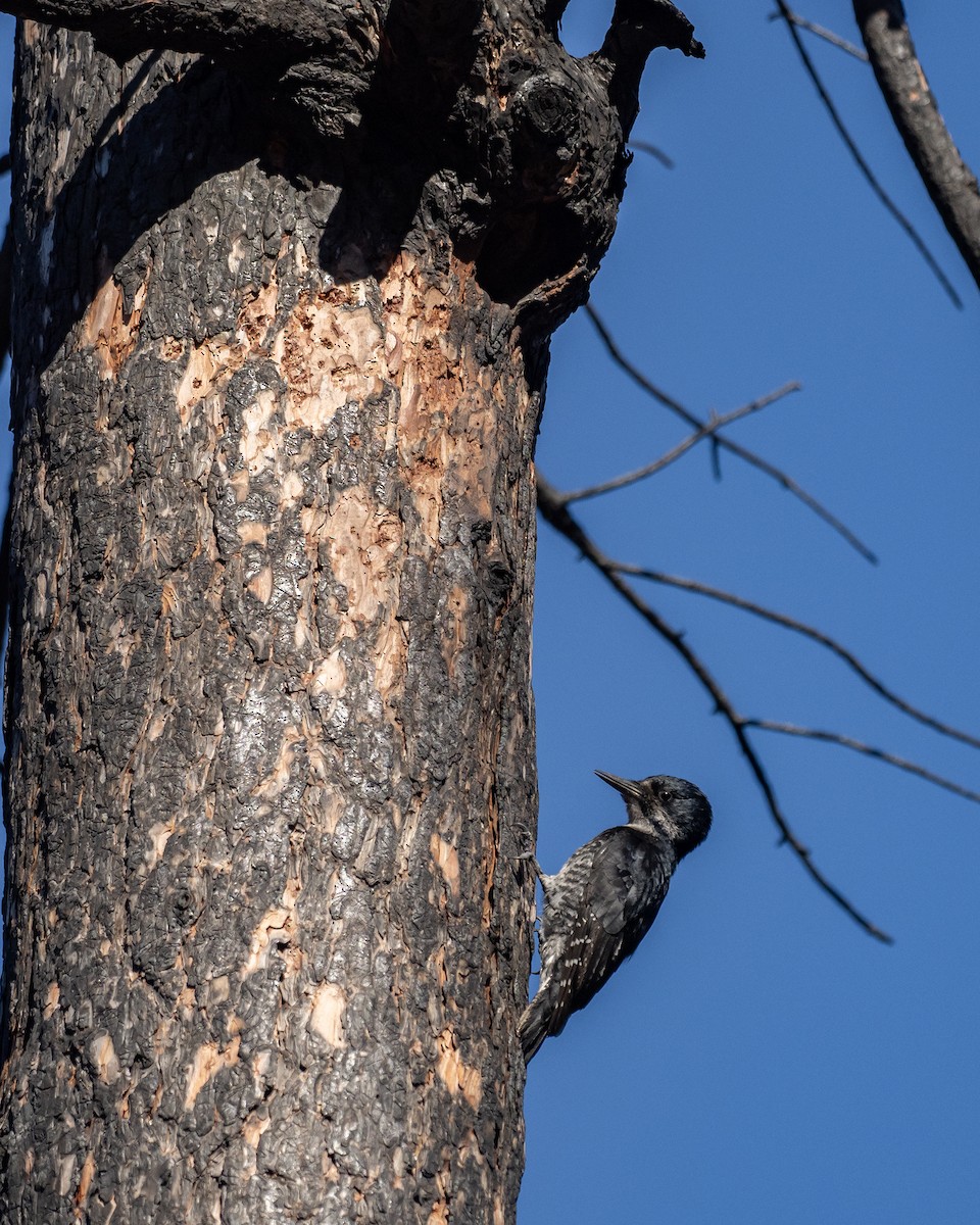 Black-backed Woodpecker - ML621011299