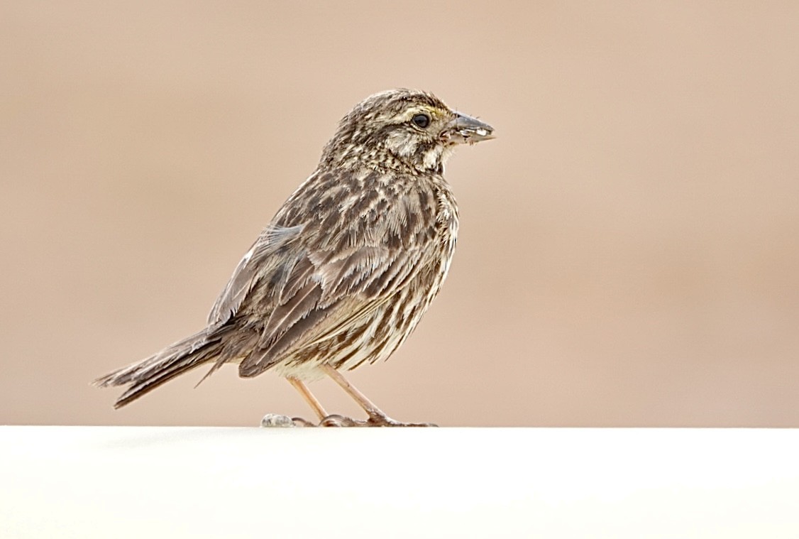 Savannah Sparrow (Belding's) - ML621011306