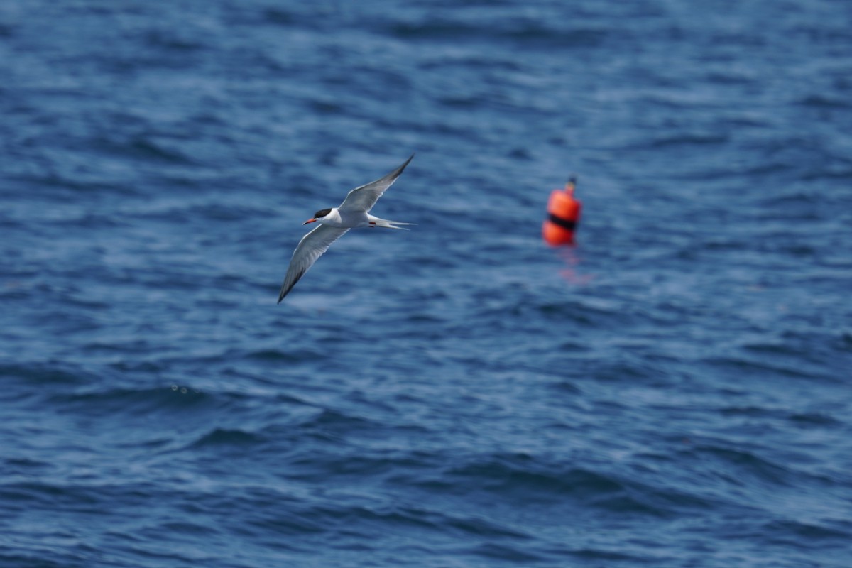 Common Tern - ML621011307