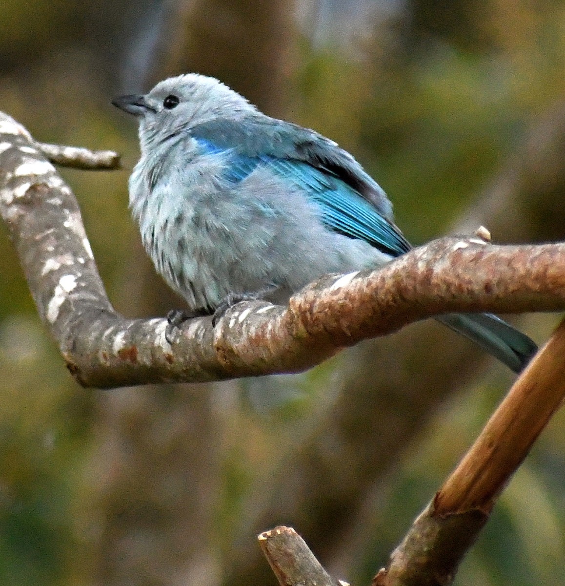 Blue-gray Tanager - ML621011356
