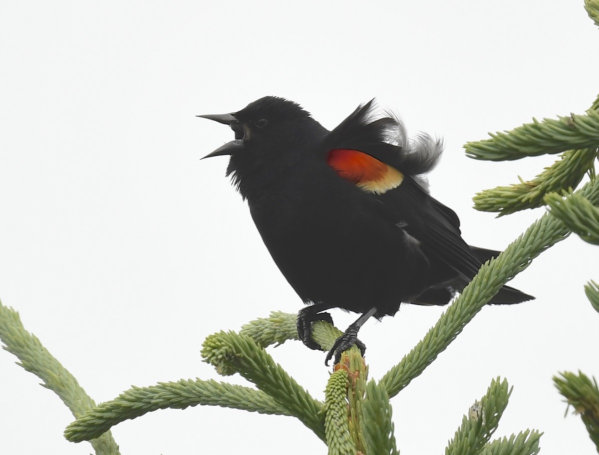 Red-winged Blackbird - ML621011375