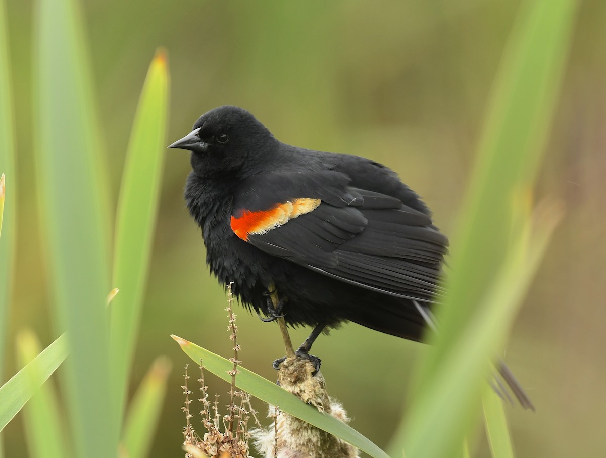 Red-winged Blackbird - ML621011379