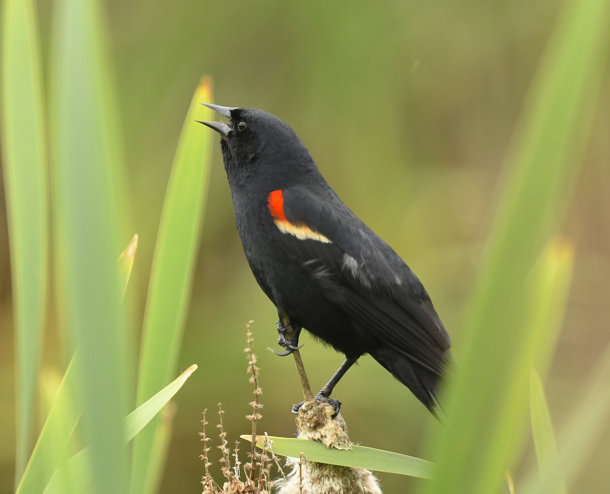 Red-winged Blackbird - ML621011381