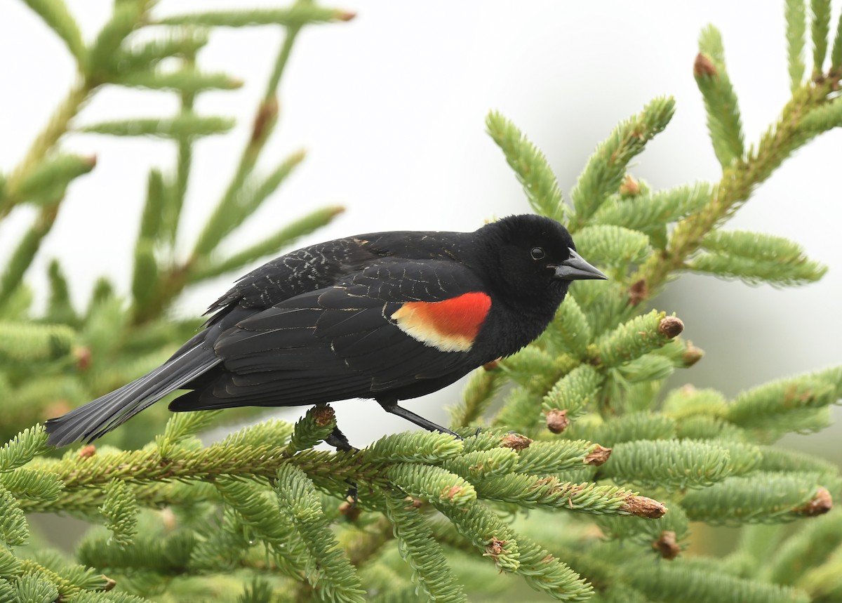Red-winged Blackbird - ML621011383